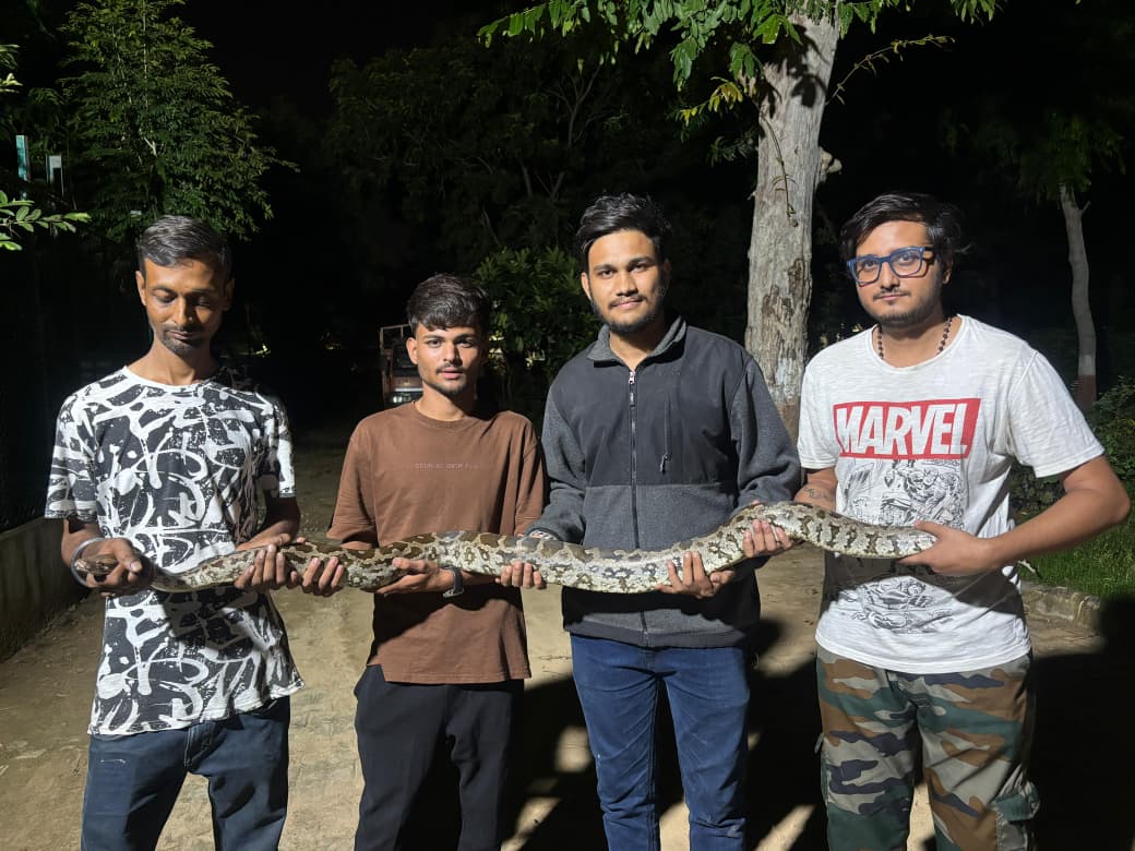 Info_Vadodara's tweet image. વડોદરા-કારેલીબાગમાં અજગર રેસ્ક્યુ
ગત રાતે વડોદરા શહેરના કારેલીબાગ ચેપી રોગ હોસ્પિટલના મુખ્ય ગેટ પાસે 6-7 ફૂટ લાંબો બિનઝેરી અજગર (Indian Rock Python) જોવા મળતા ખળભળાટ મચ્યો.
#Vadodara #WildlifeRescue #IndianRockPython #Coexistence #RainySeasonSafety #vadodara #info_vadodara_gog