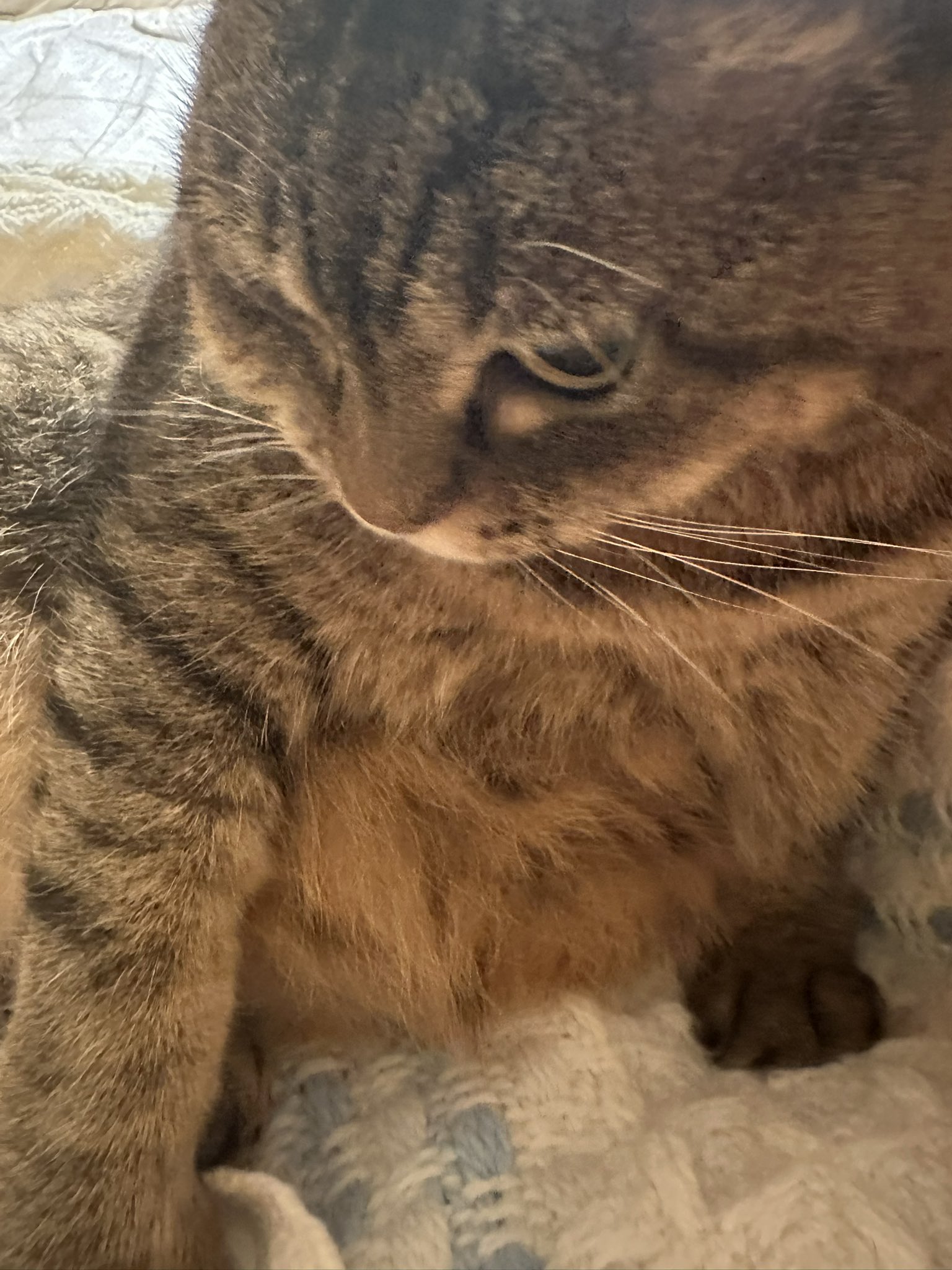 ねこ 朔 on X: 