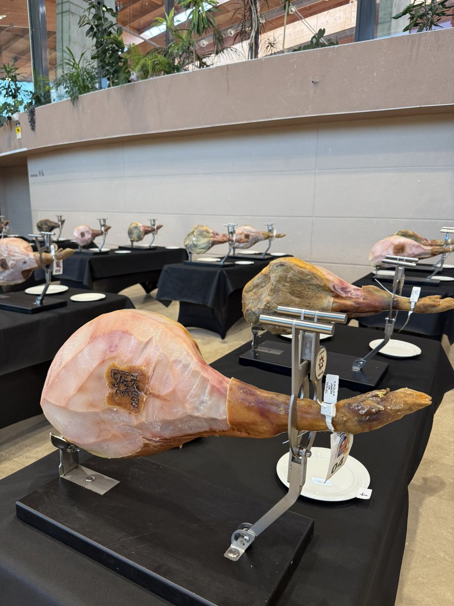 Todo listo para el Concurso de Calidad <a href="/JamondeTeruelDO/">Jamón de Teruel D.O.P. - Cerdo de Teruel I.G.P.</a> 🤩🙌