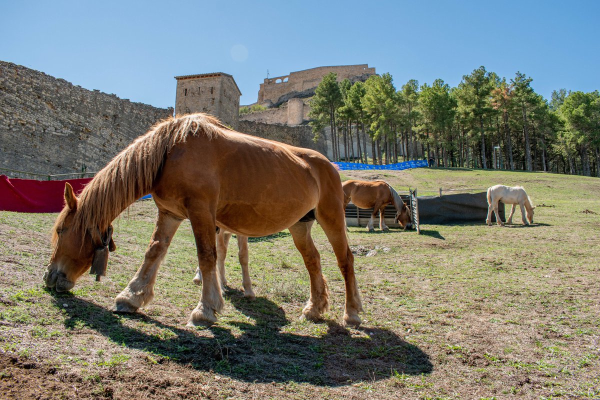 🐑🌾 Fira de #Morella 2025

Este cap de setmana, 13 i 14 de setembre, torna la tradició amb una nova edició de la Fira de Morella. Agricultura, ramaderia, artesania i molt més!

📍 No t’ho perdes!

#FiraDeMorella