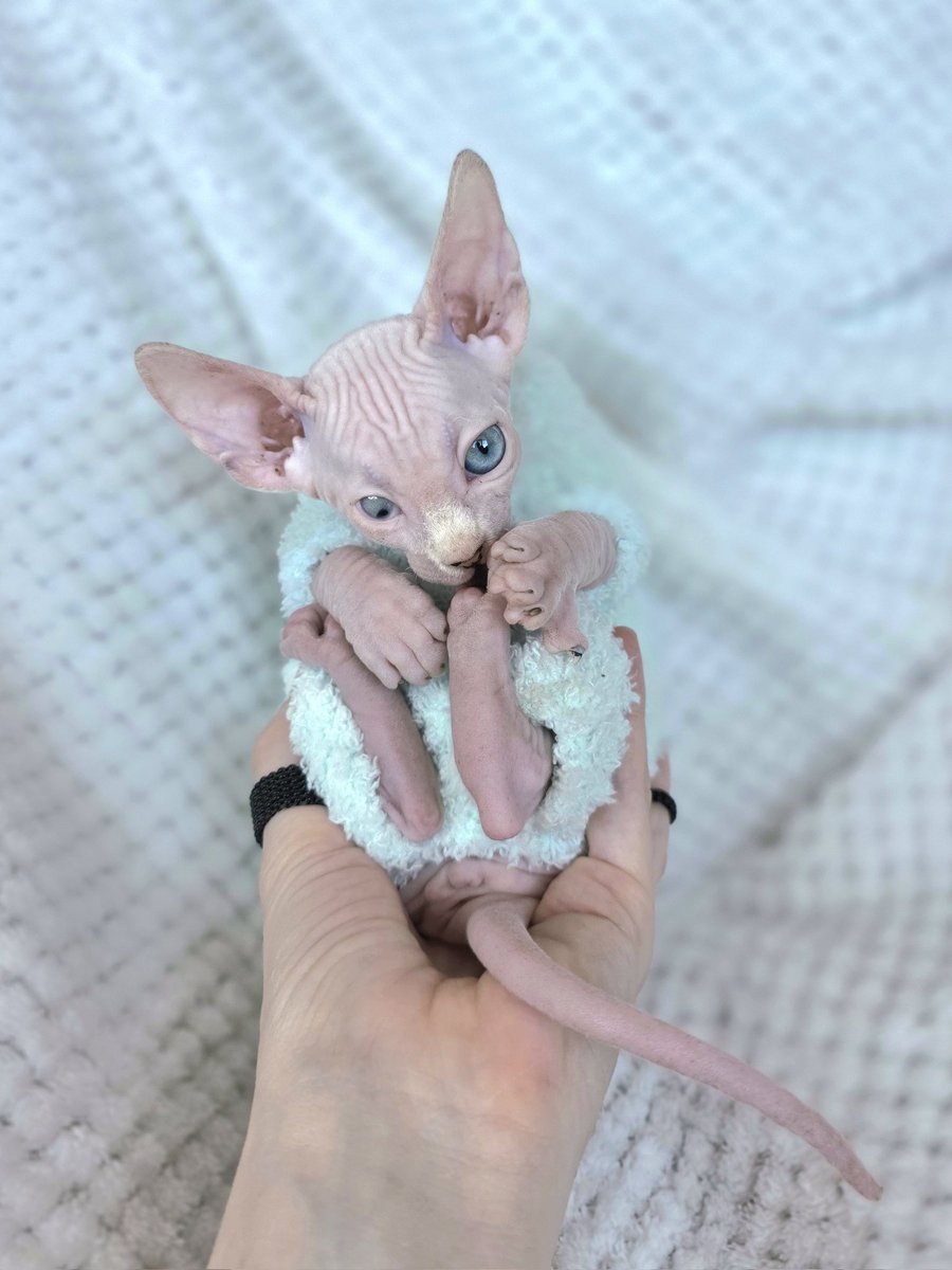 А Сильвия получила первый в жизни комбизончик!
Фото не передаёт, но он охренеть как сочетается с ее цветом глаз!!!