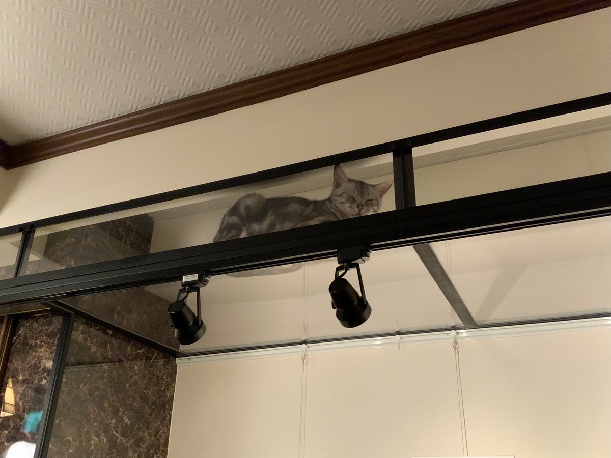 ChatonRouge_S's tweet photo. オープンからずーっと入口で寝ていた #シャルルさん 🐈‍⬛🩵

ようやく移動して本棚上のキャットウォークで寝ています😴

#カフェ #シャトンルージュ #看板猫 https://t.co/ISIikwW789