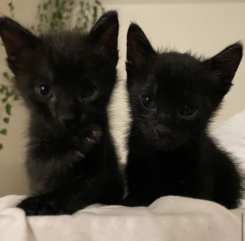 visualscat's tweet image. 