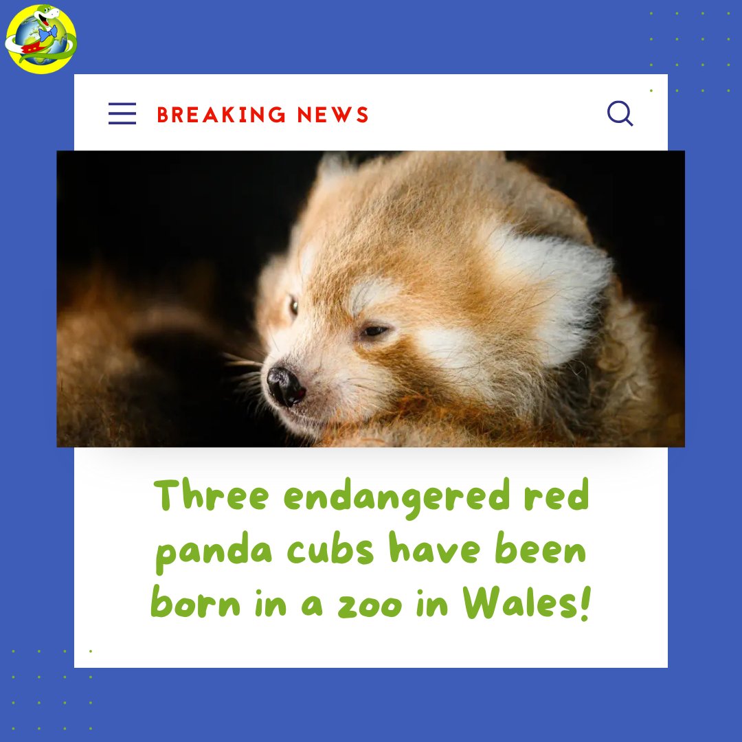 Three baby red pandassss have been born in Wales! They’re snuggled up with mum Betty and are helping protect their endangered species. 🐍 Jake x

bbc.co.uk/news/articles/…

#jakethesnake #kidswildlife #redpandas #savetheanimals #natureheroes #endangeredspecies #wildlife