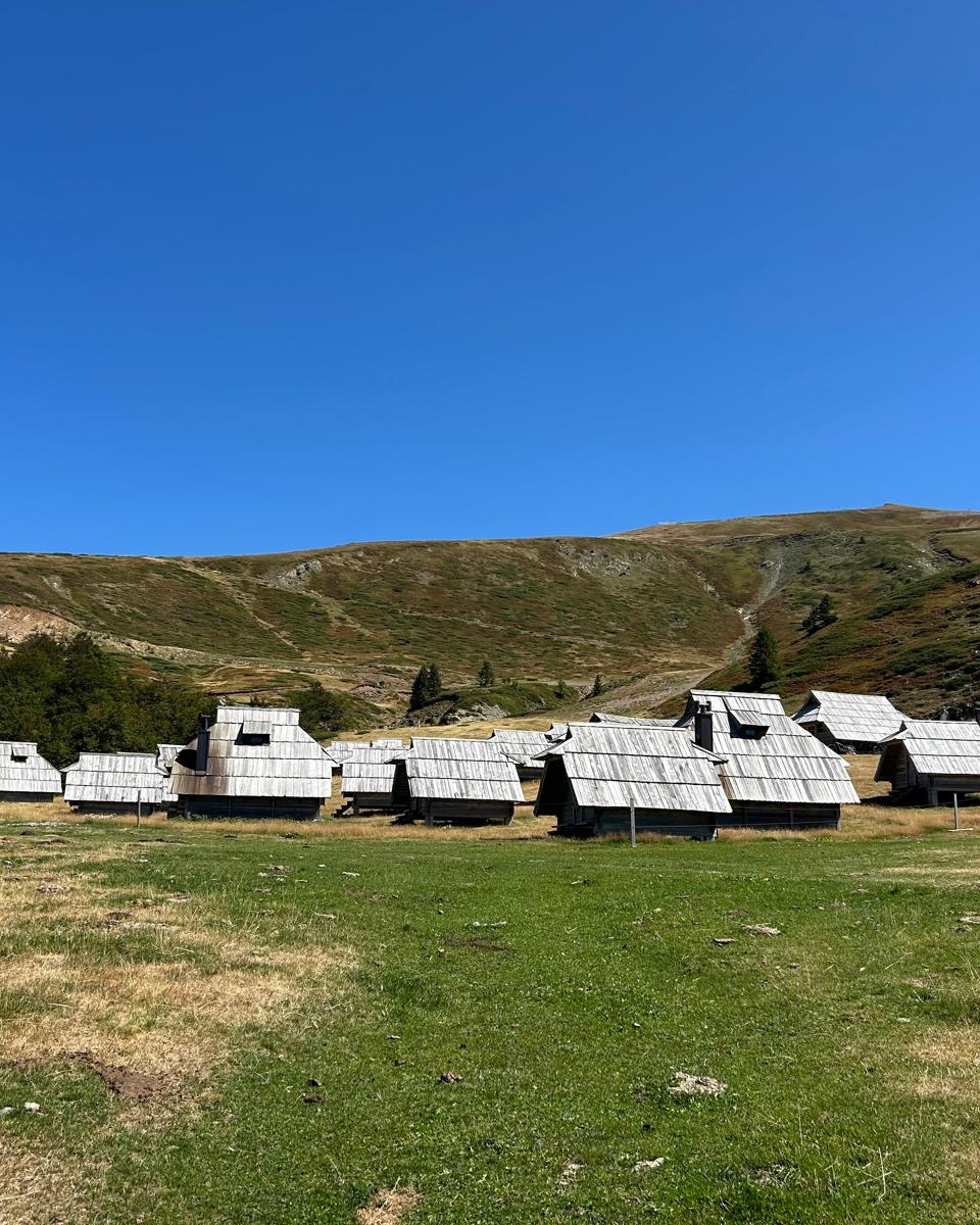 During last week’s hike, our guests experienced the summer migration of shepherds and their flocks 🐑. 
Looking for your own walking adventure in Montenegro? 2026 holidays are now open. Click on the link for more details and to book.
👉 undiscoveredmontenegro.com/tours/walking-…