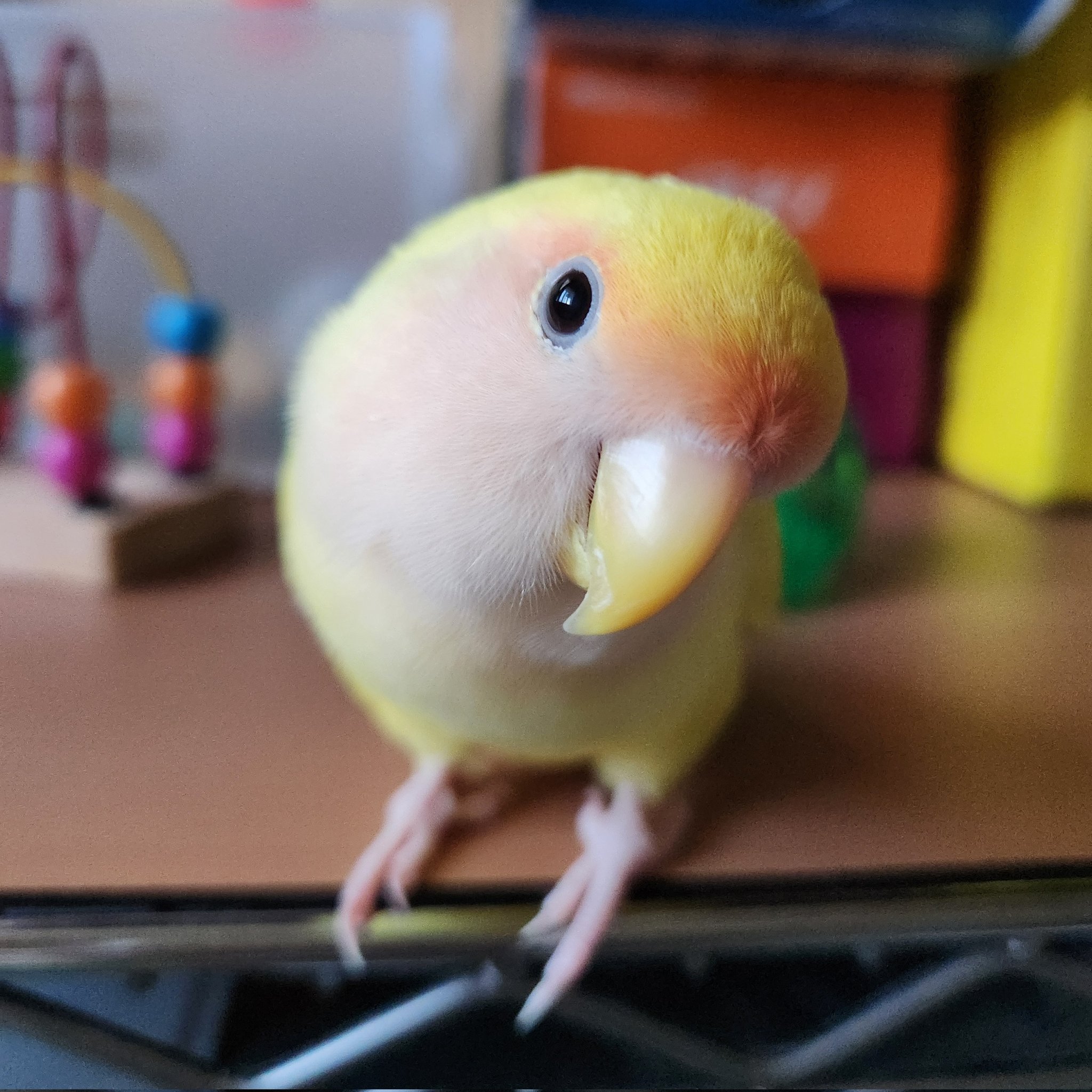 コザクラインコ　剥製 セキセイインコ 剥製（イエロー） - 頭骨・骨格標本・剥製販売