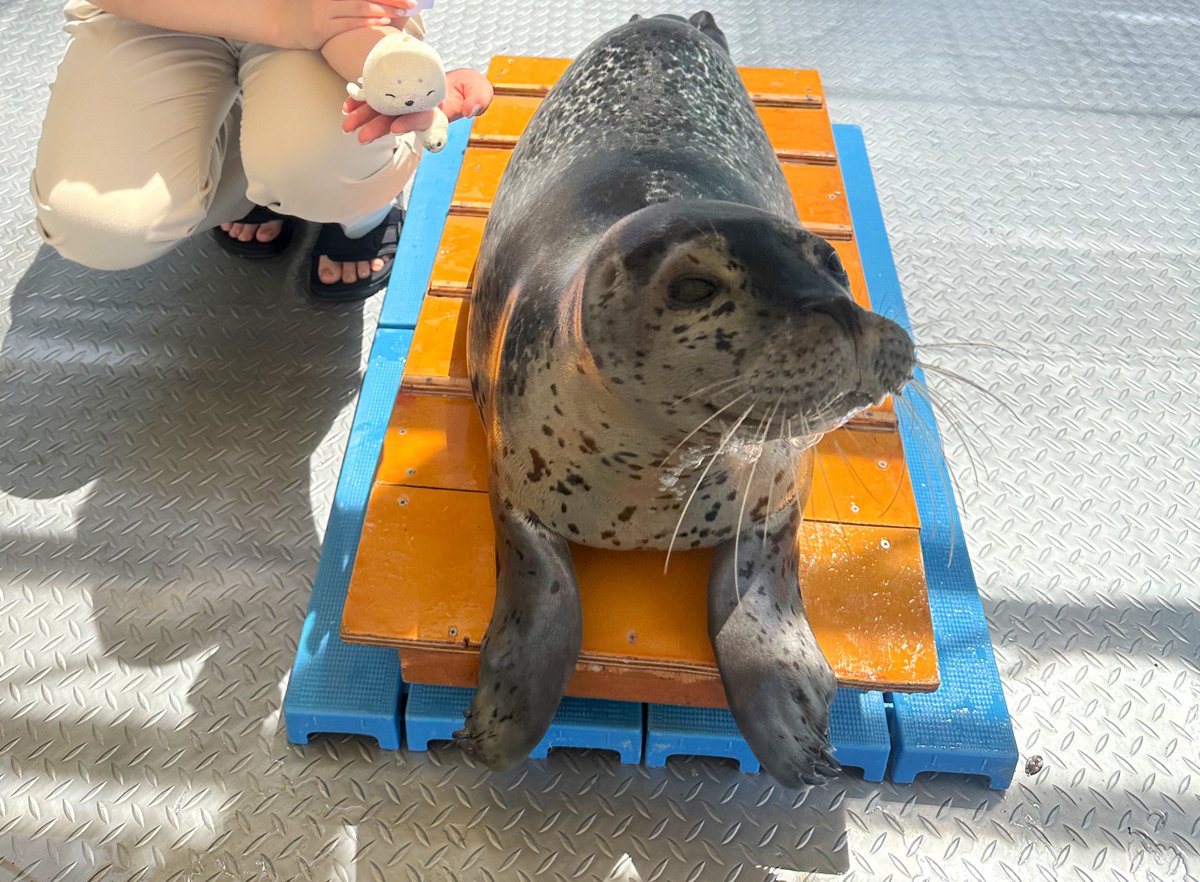 2025.06 #あわしまマリンパーク #もちまる
もちまるくんおっきなったな〜❣️
せやねんもちくんが生まれたときから知っとるんやでヾ( `ω ´ )ﾄﾞﾔ #せやねん