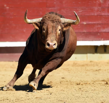 🔎 Dato curioso: un toro bravo puede llegar a pesar más de 600 kg y, aun así, mantener una sorprendente agilidad en la dehesa. 🐂💨
Su fuerza y resistencia lo convierten en uno de los animales más admirados de la península.
#ToroBravo #Curiosidades #Ganadería