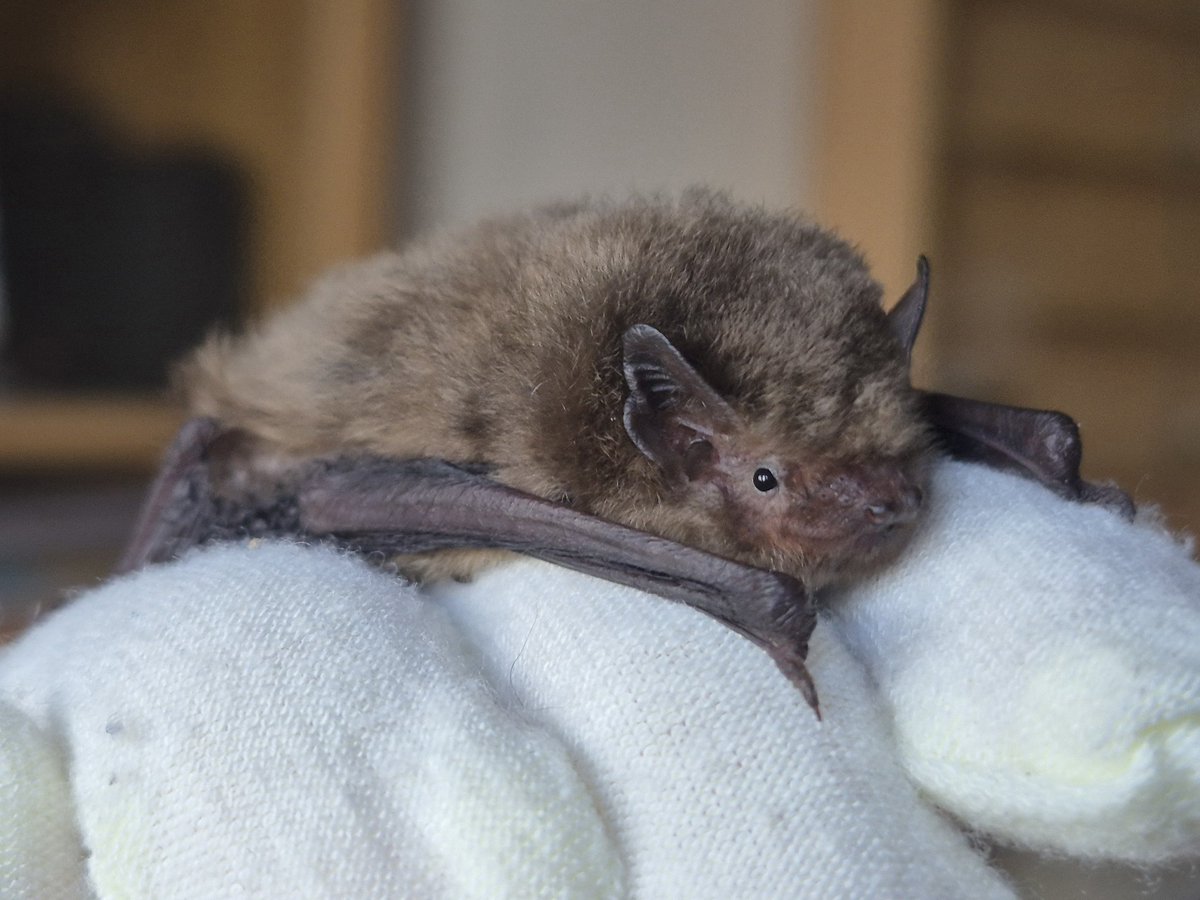 Look at Beans in his little smiley face and tell me bats are scary. I dare you. #BatCare