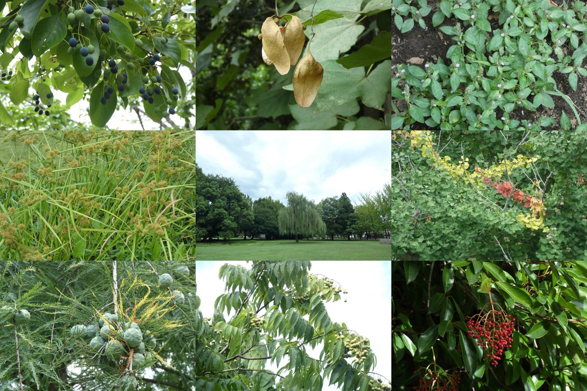 本腰入れて植物観察したくて学びの森へ。実がいっぱい。しばらく続けそうなのでタグ作りました。
#nu散歩
ヒトツバタゴ、アオギリ、キツネノマゴ、かやつり草、イチョウ、ラクウショウ、ムクロジ、サンゴジュ。