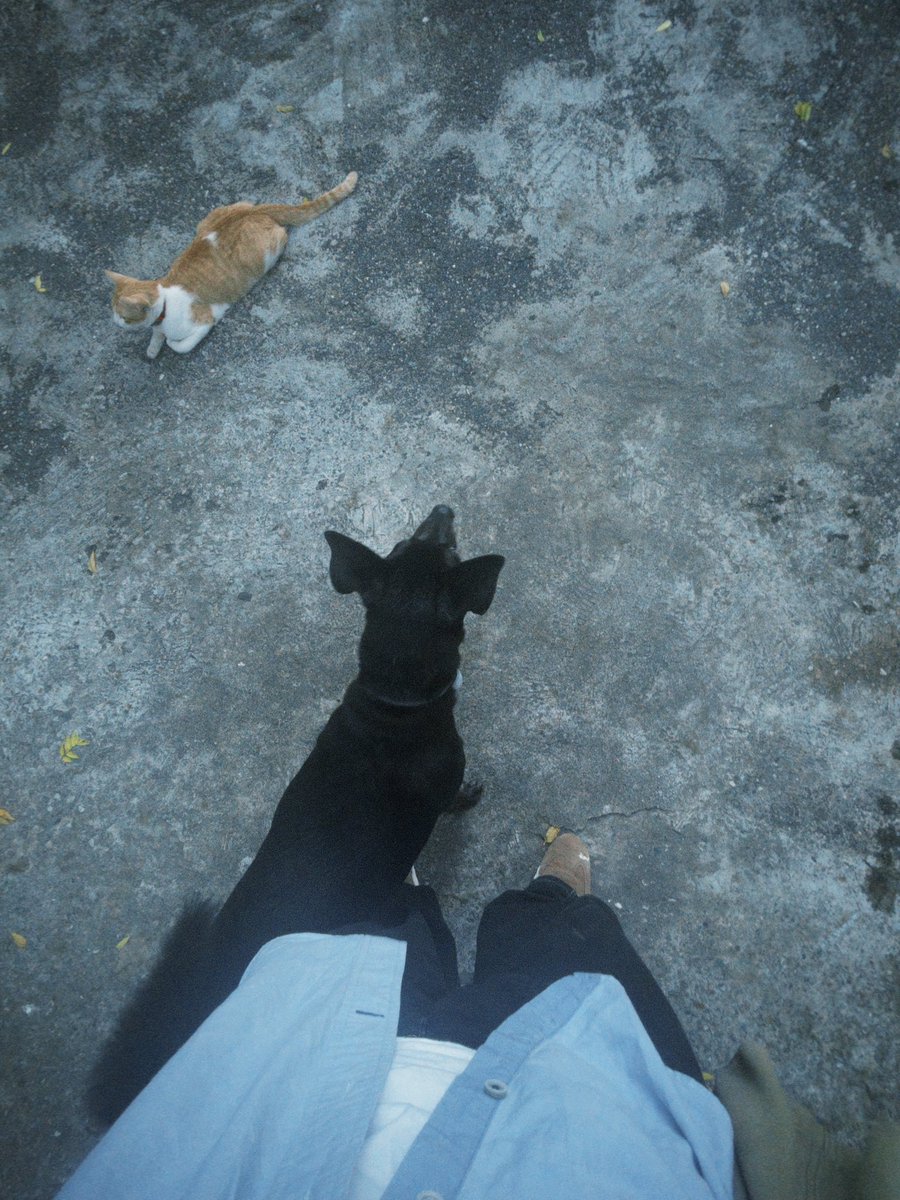 泥不要踩我的鞋啊！
但你很可愛我原諒你 再多摸摸一下