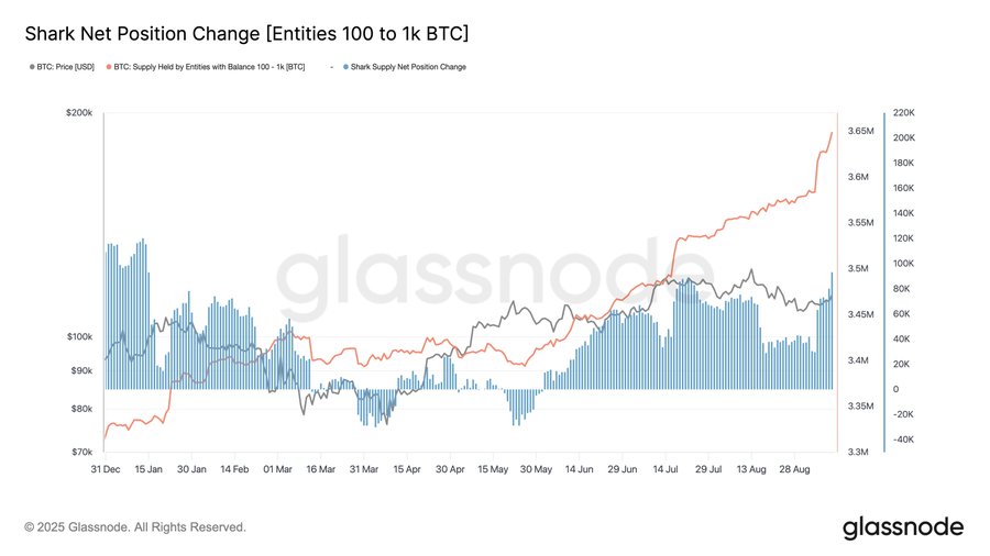 A line graph displaying Bitcoin net position changes for entities holding 100–1k BTC, labeled "Shark Net Position Change (Entities 100 to 1k BTC)". Blue bars represent net position changes over time from December to August, with a red line indicating a price or value trend. The x-axis shows dates, and the y-axis shows values in dollars and Bitcoin amounts. A watermark reading "glassnode" is present in the bottom right corner.