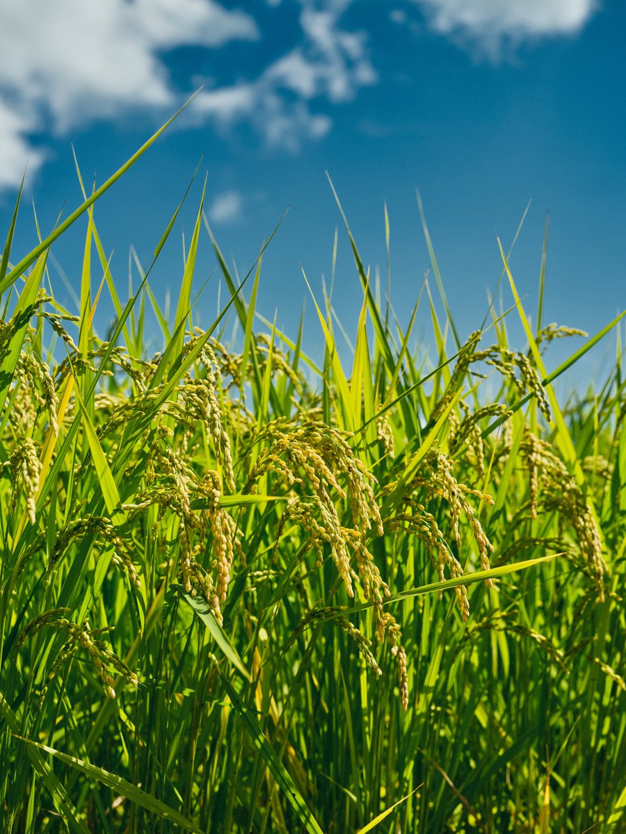 supersub_aka's tweet image. 夏を振り返る。