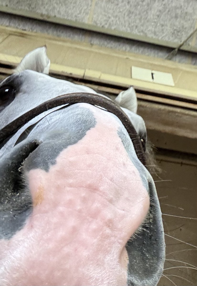 ウフドゥウフ🍀
橈骨遠位端骨折で膝のクリーニング手術のためしばらくお休みします😢手術は明日、また元気な姿をファンの皆さんの前にお見せできるよう頑張ろう。