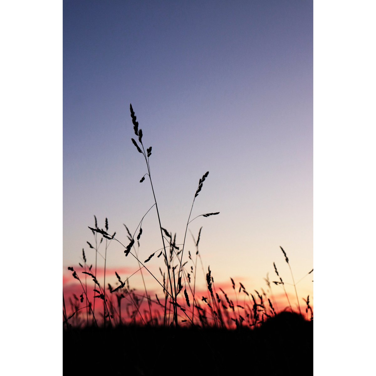 Grass Against the Sky, Brittany, France, 2022

#photography #sunset #sky
