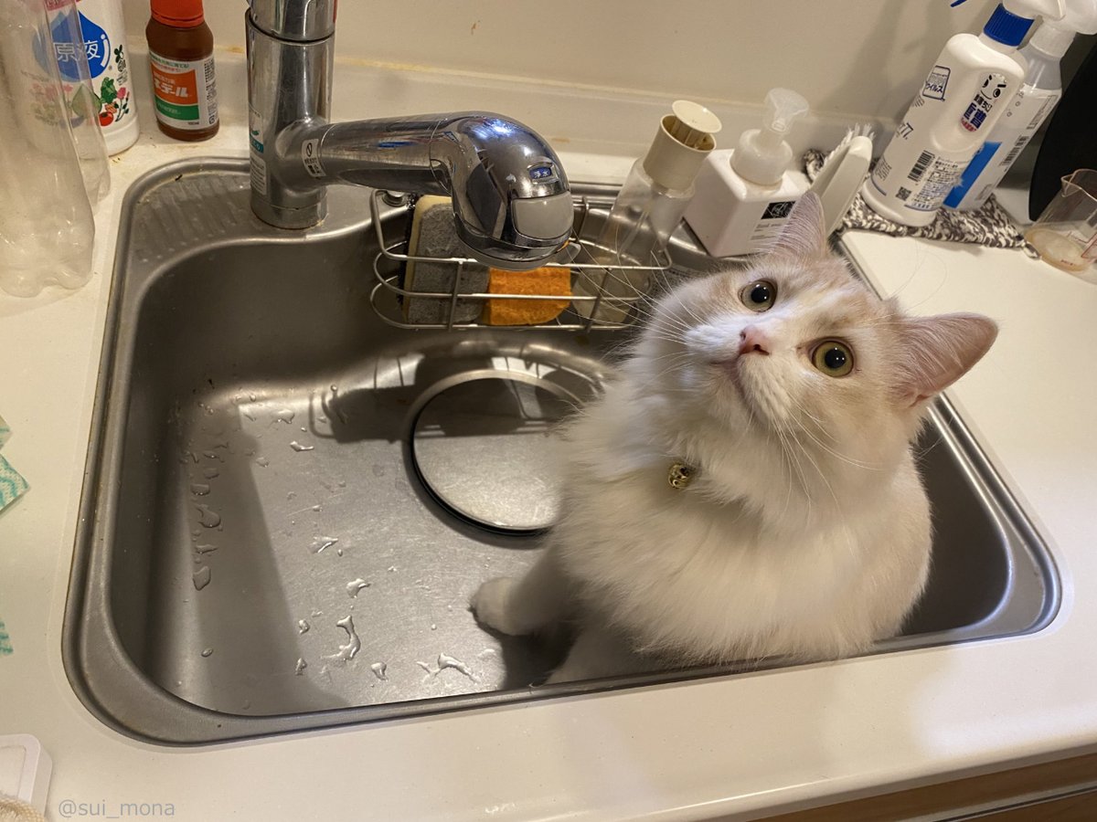 CAT_PRESS's tweet photo. 猫は入っちゃダメな場所ほど好き！
シンクに座って料理をさせないネコちゃんの姿が可愛すぎる😻

https://t.co/uCll4gJQIY https://t.co/6pVXfXCyhk