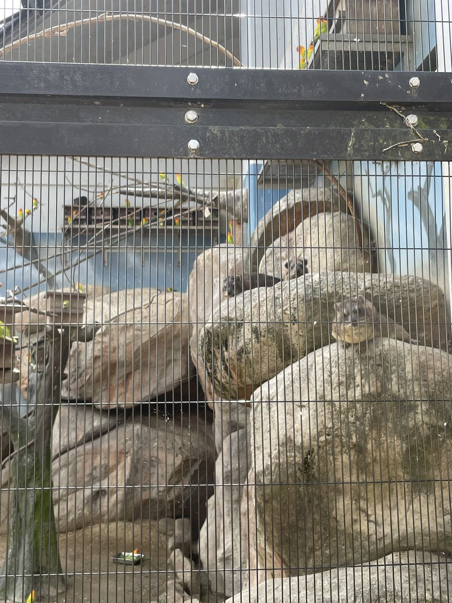 メッシュ越しだと余計にイワカン（岩感）が増す岩ダヌキことハイラックス。
#さぶれ、#カステラ、#ういろう、そして　#かずこ の4頭がこちらを見ています！

#ケープハイラックス #福山市立動物園
