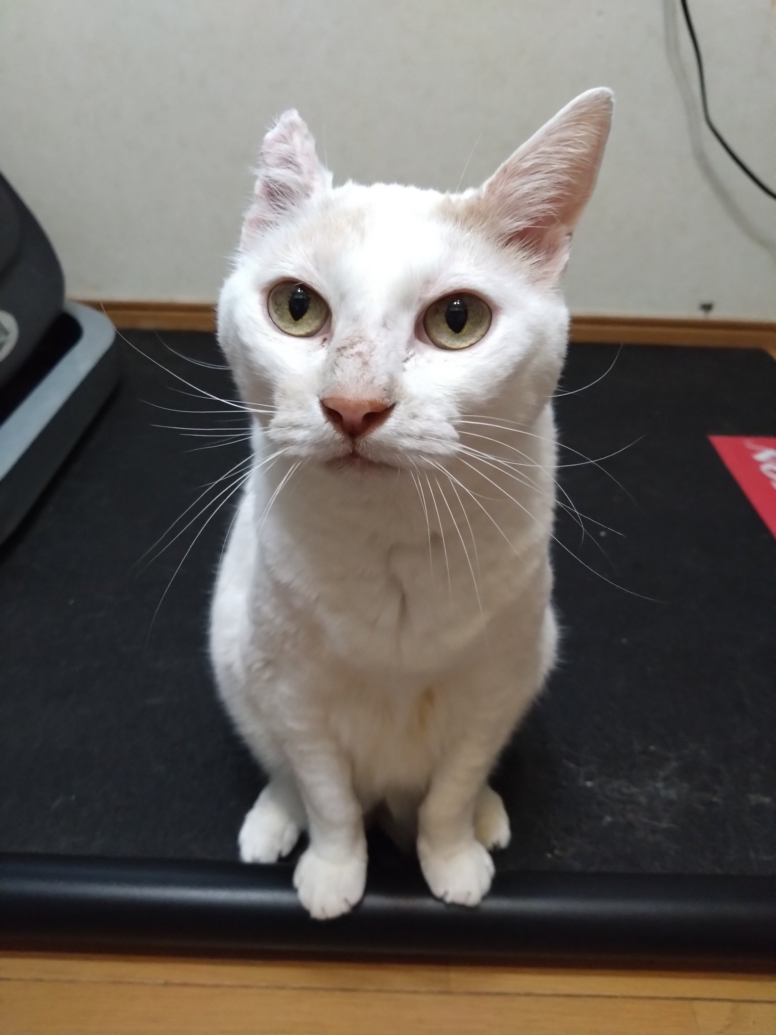 😺🐶♦️🇾🇪浦和山🇾🇪♦️🐶😺 on X: 
