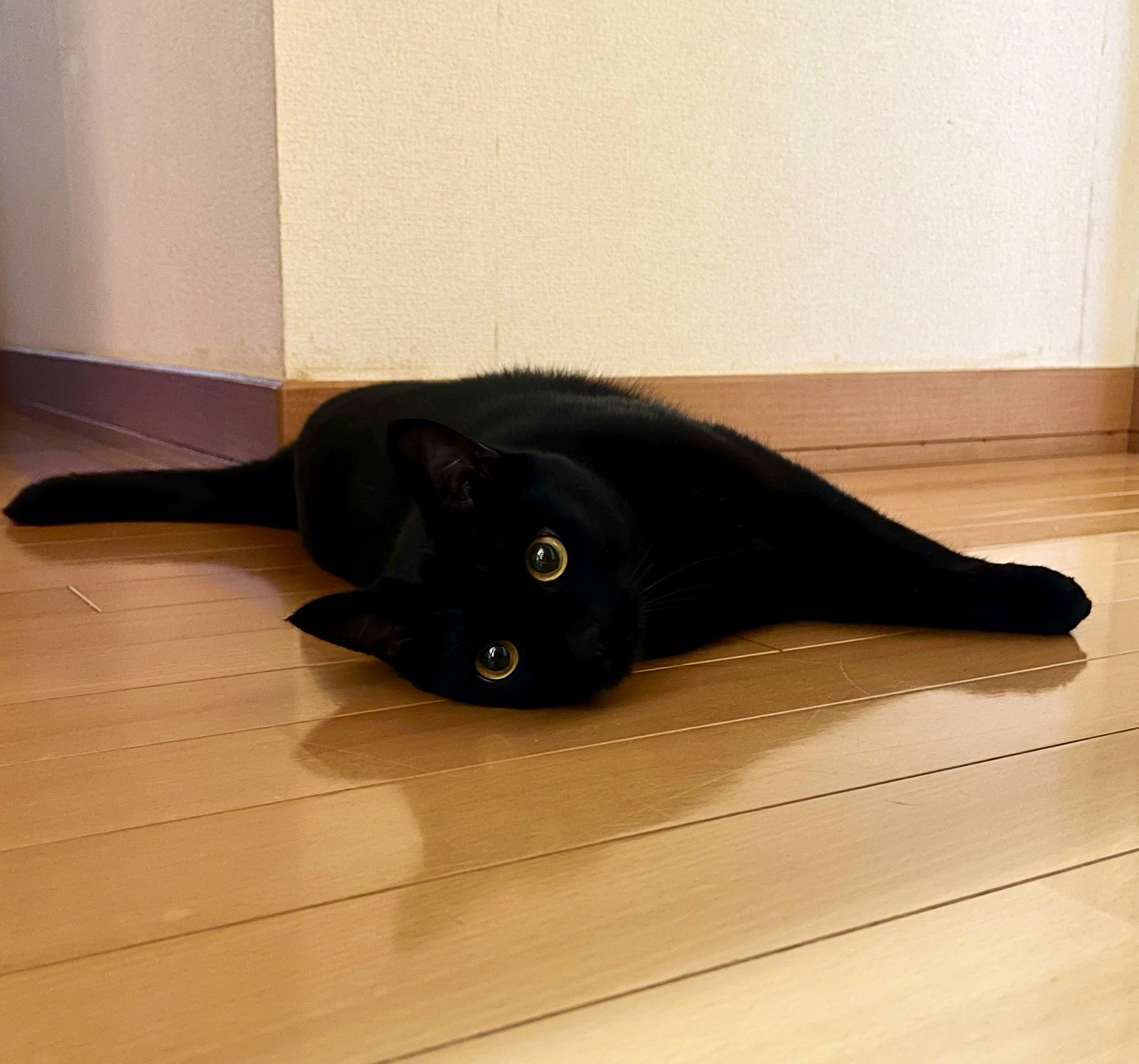 うに3才 on X: 