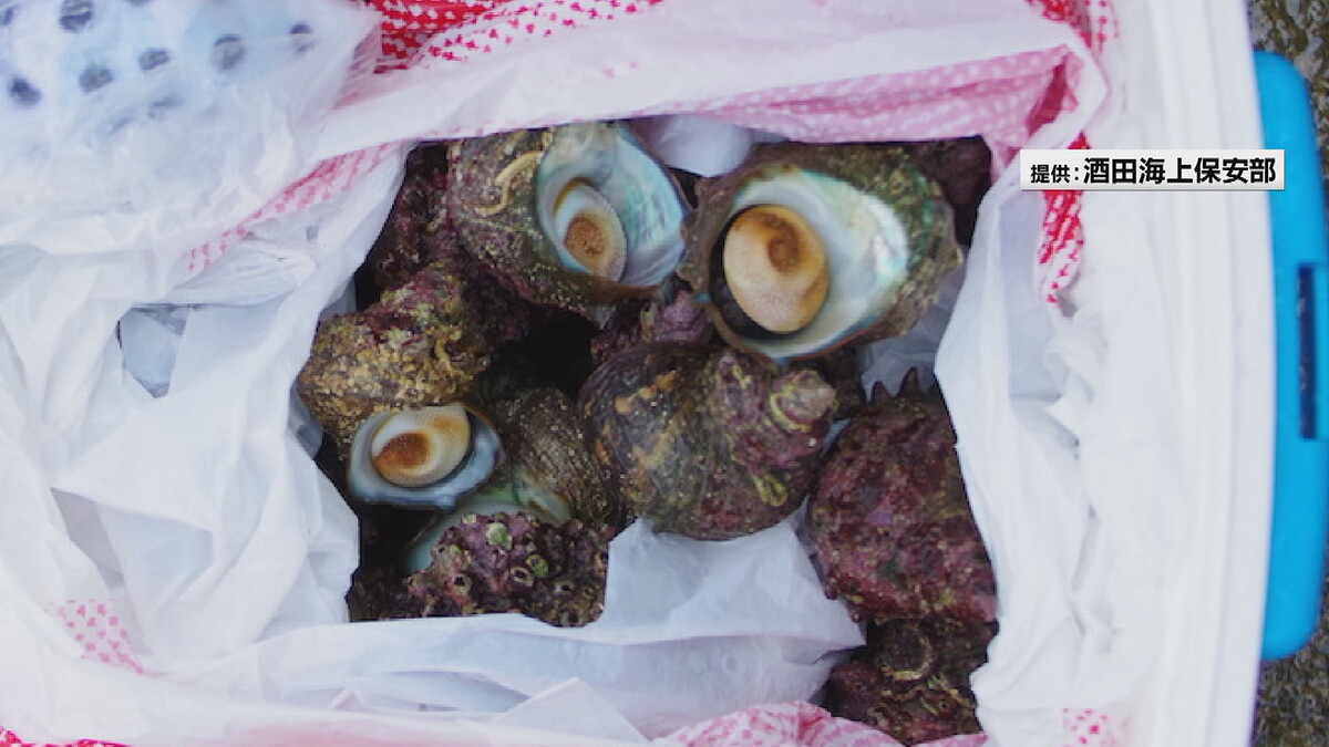 【違法】「バーベキューで食べよう」安易な動機でサザエやアワビ密猟、16人摘発 山形
news.livedoor.com/article/detail…

密漁の動機について「家族で食べる分くらいならいいだろう」などといった安易なものが多いという。漁業法などに違反した場合、罰金刑や拘禁刑が科される可能性がある。