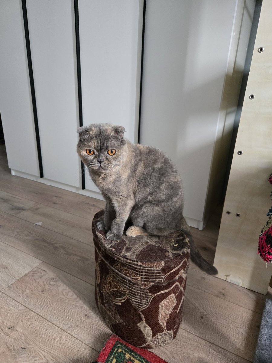 Цирковая булка #коточетверг