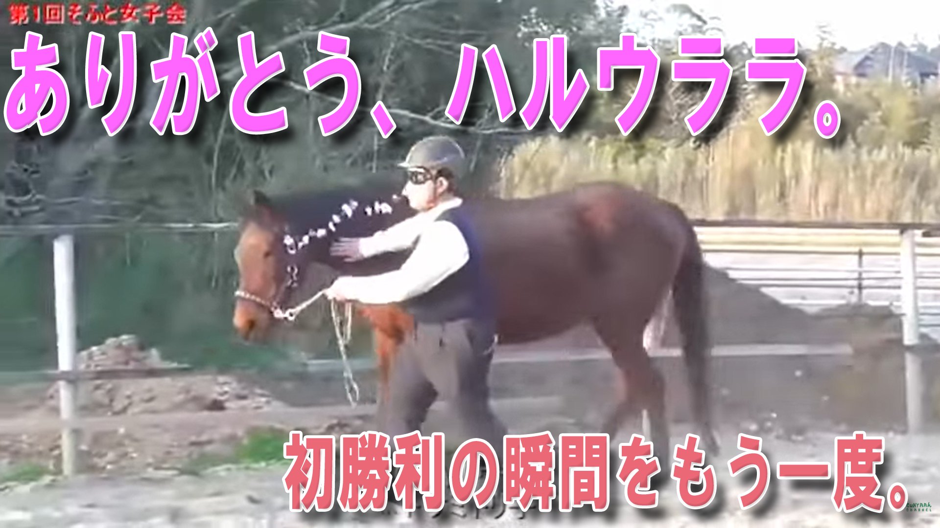 ハルウララ１００戦 ハルウララ100戦 ハルウララ (Haru Urara) | 競走馬データ