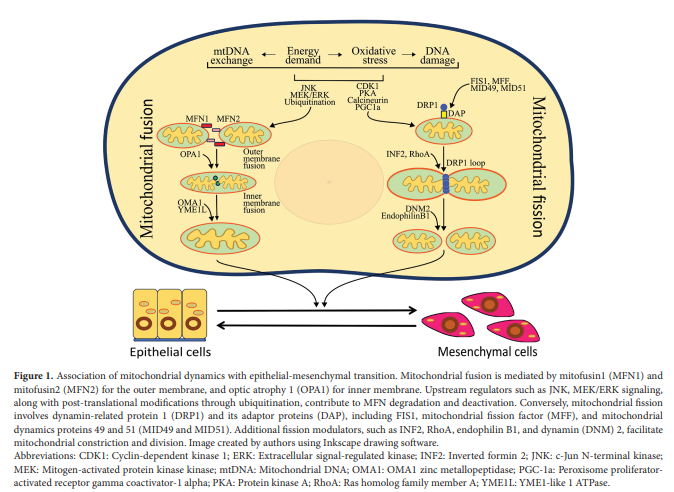 TD_ASP's tweet photo. 🥳New Review:  Convergence of epithelial-mesenchymal transition and mitochondrial dynamics: Mechanisms and therapeutic opportunities in cancer metastasis  
✍️By: Harsh Dave, Binita Patel, S. R. Kaid Johar 
👀 Here: https://t.co/qRCbqKNUmm https://t.co/cN4giKX39y