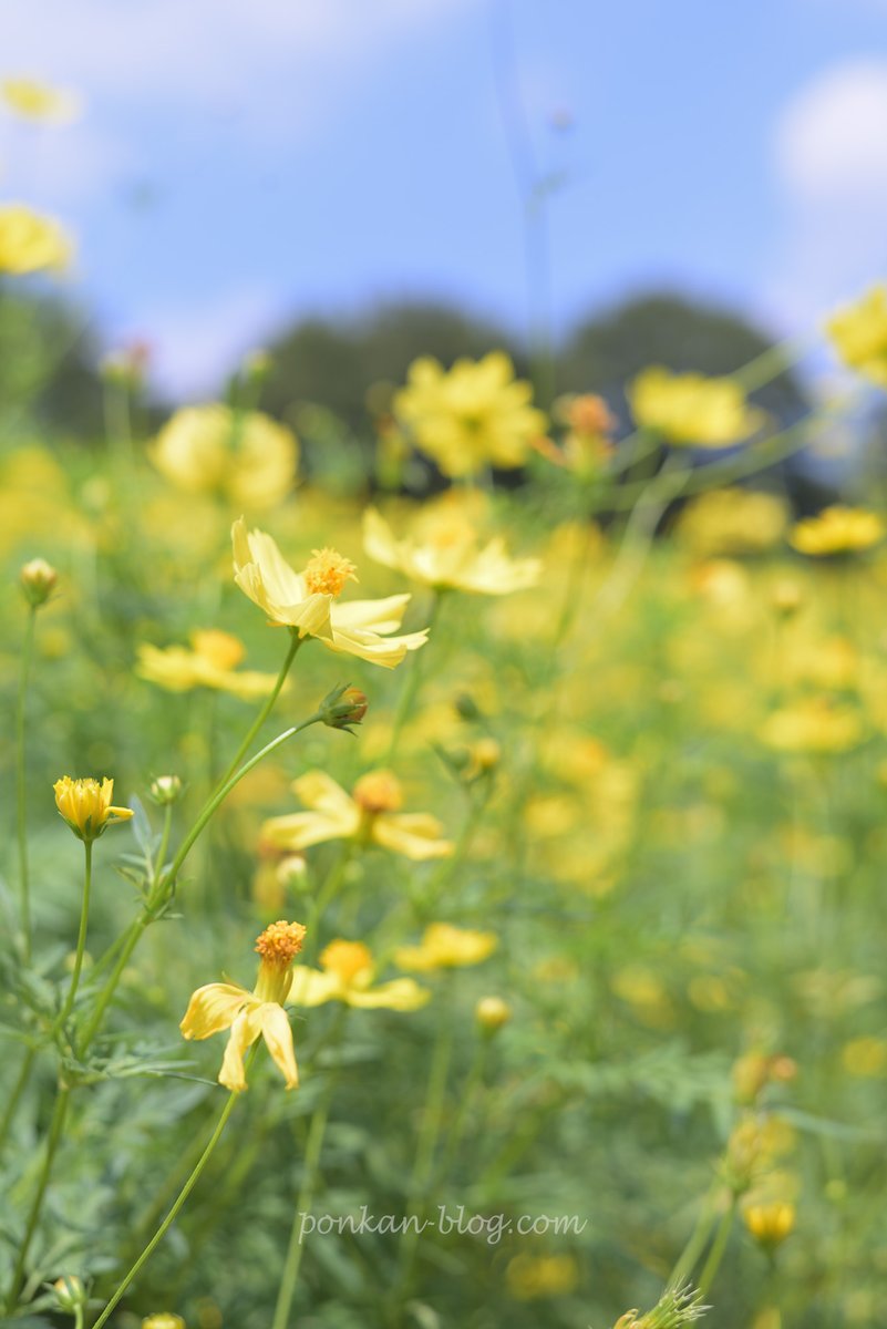 ぽんかんページ(フォロー割) 🍊ぽんかん🍊 (@pon_kan_photo) / X