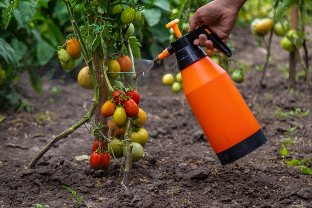 🌿 Un compuesto permite a los tomates y otros cultivos convencionales resistir la #sequía 

🍅 Científicos del #CSIC han desarrollado una molécula que imita el funcionamiento de la hormona que controla la adaptación de las plantas a la falta de agua

👉 tiny.cc/gb9s001