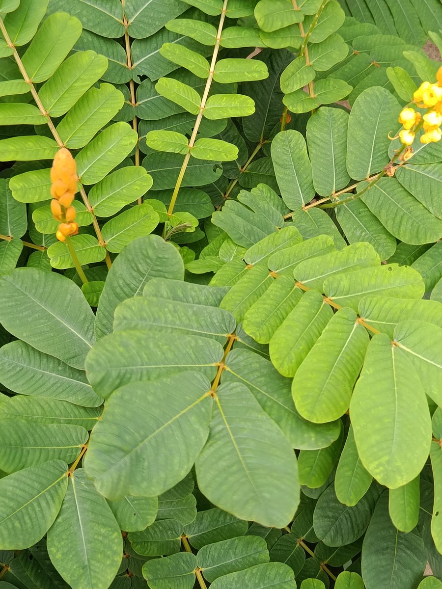 Editorial illustration inspired by the plant in slide 3 🍀
Made with Adobe Illustrator.