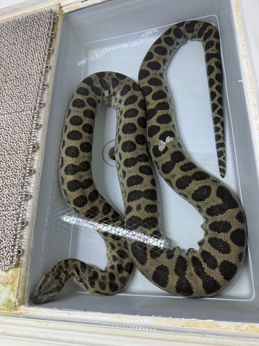 脱皮前のアナコンダさん 今回は綺麗に一本脱ぎしてくれるかな？