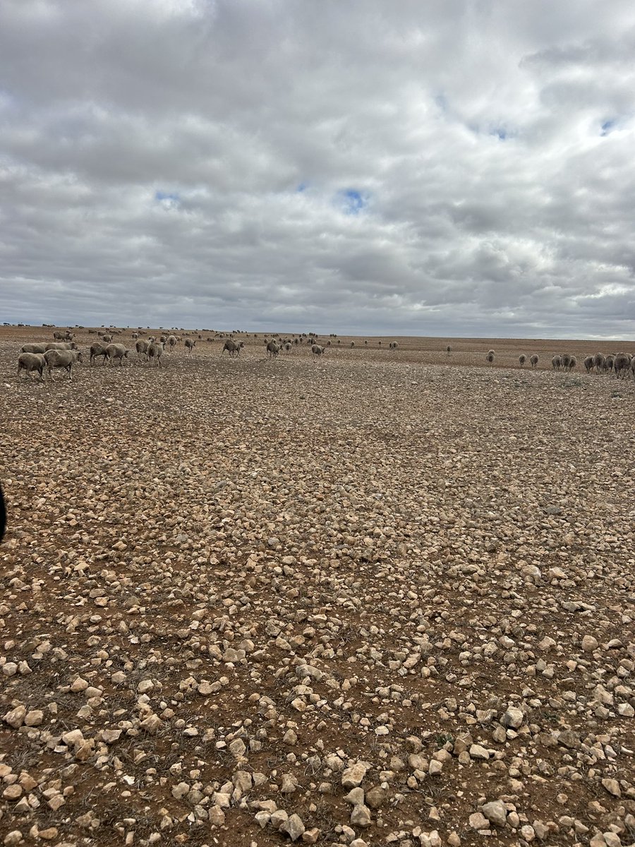 Edward Linke tweet media