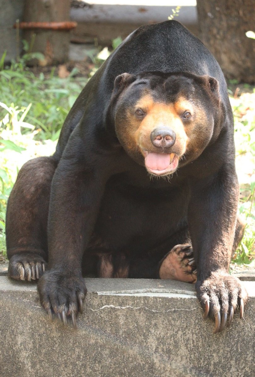 1年後、かわらずいっしょの時間をすごさせていただけてしあわせですʕ•ᴥ•ʔ🧡
のんほいと東山両園の飼育員さん、たくさんたくさんがんばってくれたマーチンくんのおかげです