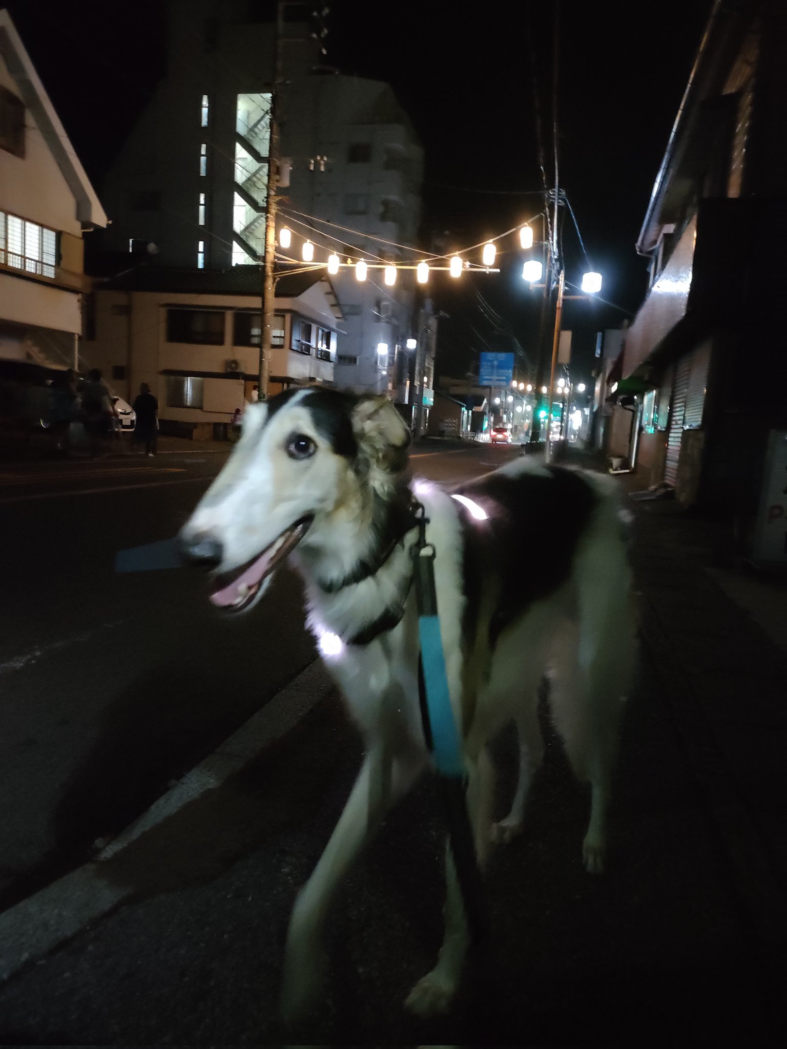 め*だ様 ボルゾイ 犬 残響 黒原画 1点物 (2024年12月製作) 犬の学校のお話 17：写真 ねっ✨ねっ✨✨ねっ✨✨✨ #いぬすた