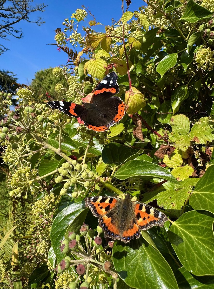 Red Admiral &amp; Small Tortoiseshell in my lane this morning.