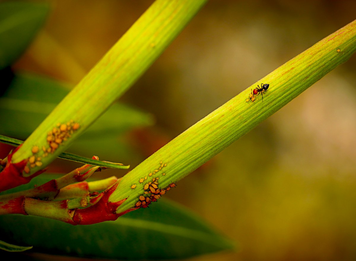Ants and Aphids 🐜🍭

Happy #InsectThursday