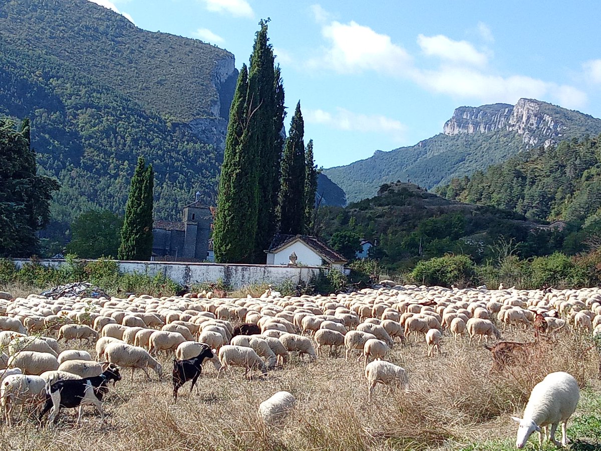 lakukula's tweet photo. Alcanza hoy el rebaño el pueblo de Burgui, lugar de origen de los pastores Domingo Urzainqui y Fran Fuertes. Es la despedida hasta su regreso el año que viene. La trashumancia, como la vida, sigue su camino y su ritmo. Valle de Roncal, Pirineo navarro. ¡Hasta la vuelta! https://t.co/eMG0HlTR5s