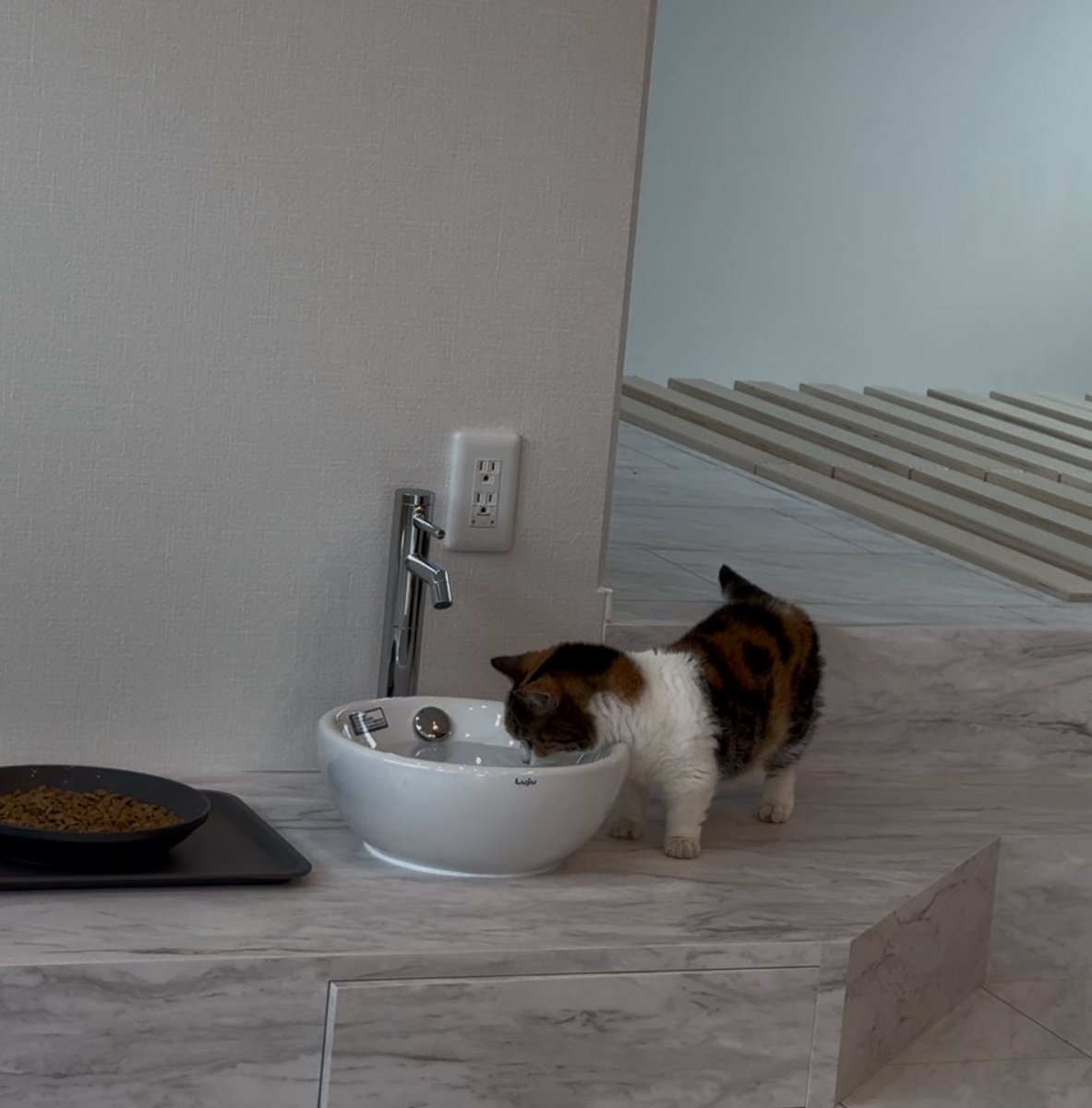 家を買ったら絶対賃貸の方がいいのに！って言ってくる人がいるのよ。
賃貸だったら猫の水飲み場作れないでしょーが！