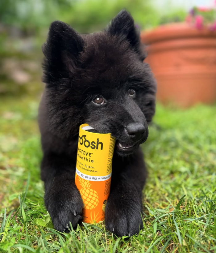 chocsdirect's tweet image. When curiosity meets deliciousness… this little pup just knows there’s something good inside! 🐶

Our #Froosh ACTIVE smoothie is bursting with pineapple, apple, banana &amp;amp; lemongrass, plus vitamins C, B6, B12 &amp;amp; riboflavin💪

100% real fruit, best served chilled!

#Frooshsmoothie