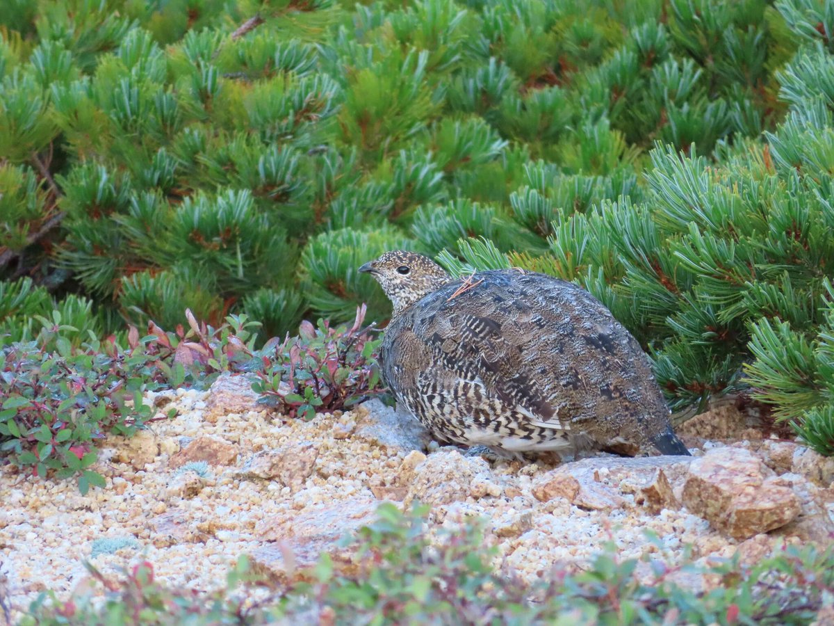 アクティブ・レンジャー制度の創設20周年記念　休暇村乗鞍高原で、「中部山岳国立公園アクティブ・レンジャー写真... prtimes.jp/main/html/rd/p…