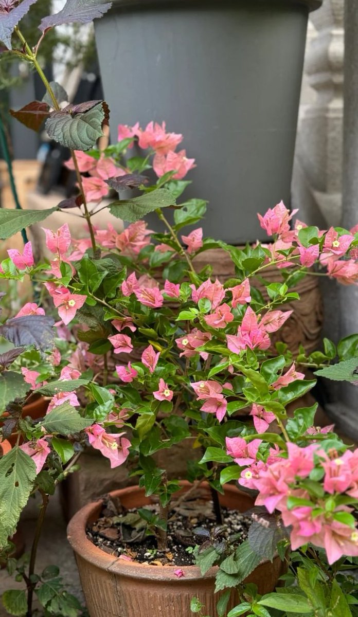 【植物好き】 植物好き - Search / X