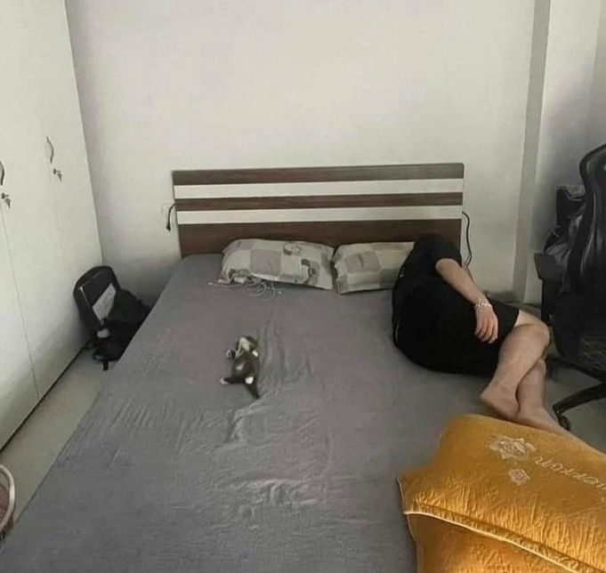 Why you should have a cat (@shouldhavecat) on Twitter photo 