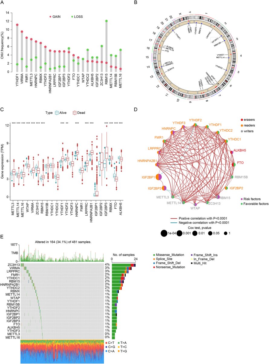 Wiley_CancerRep's tweet image. Xia et al. examined m6A modification patterns in lung adenocarcinoma. m6A score can be prognostic marker associated with survival, obstructive sleep apnea-hypopnea syndrome incidence &amp;amp; drug sensitivity
doi.org/10.1002/cnr2.7…
#CancerReports #LungAdenocarcinoma #N6methyladenosine