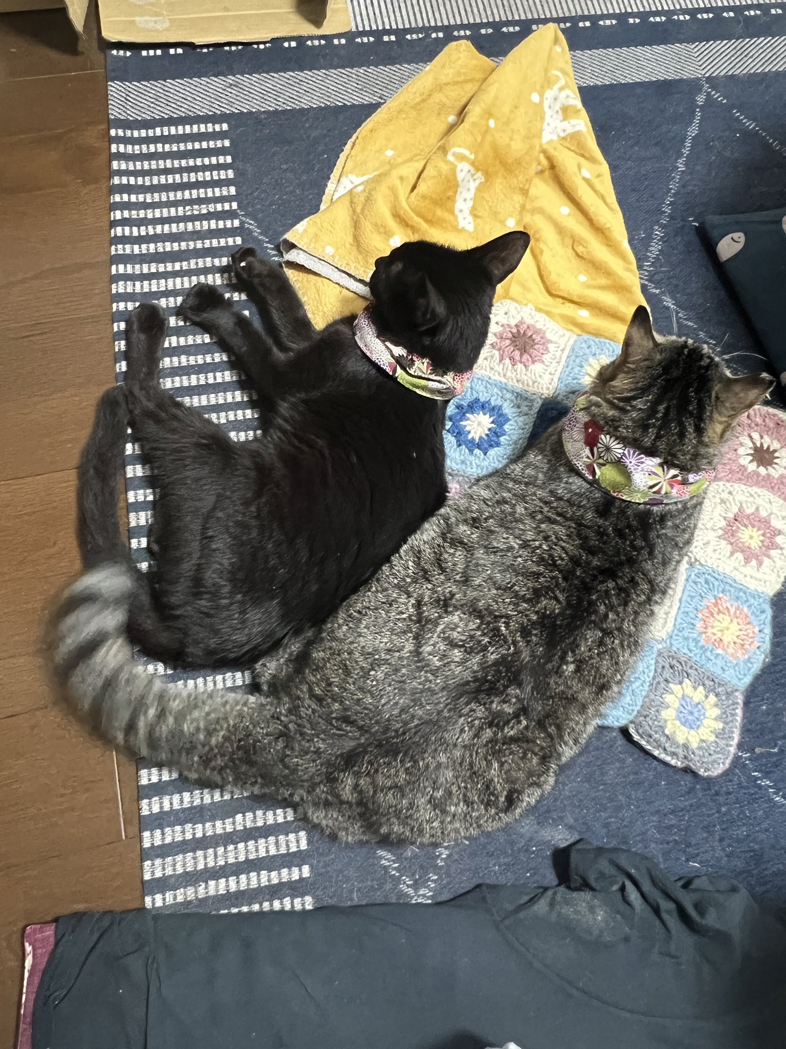 キジトラ猫つむぎ&黒猫みつ🐱元保護猫 on X: 