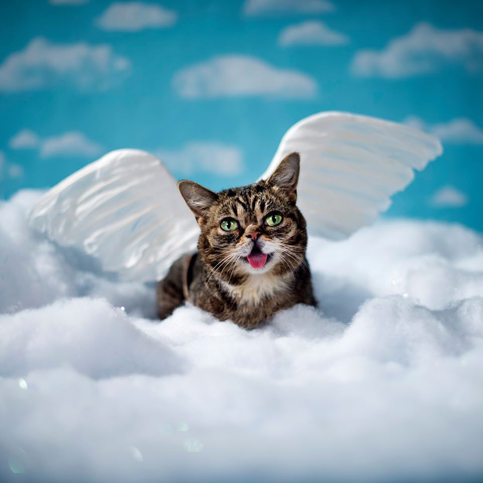 It’s a movement.

It’s a tribute.

It’s a legacy we get to carry forward together.

Lil Bub was born a lil different, but that never stopped her. in 2014, she made Lil Bub’s Big Fund to help special needs pets like Bub. it’s given $500k+ to shelters and vets already.

now $LILBUB