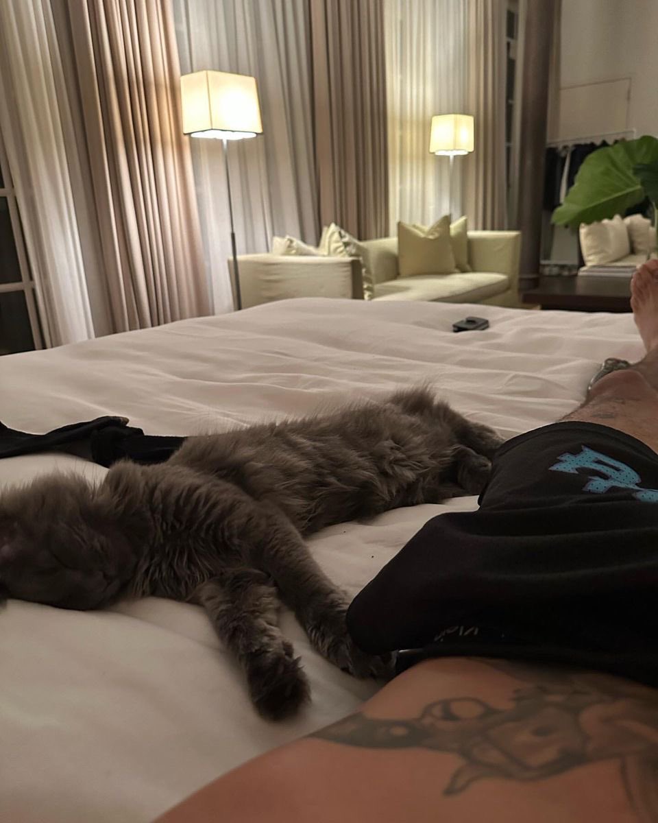 kdkhaos's tweet image. I’m a cat dad now 😂