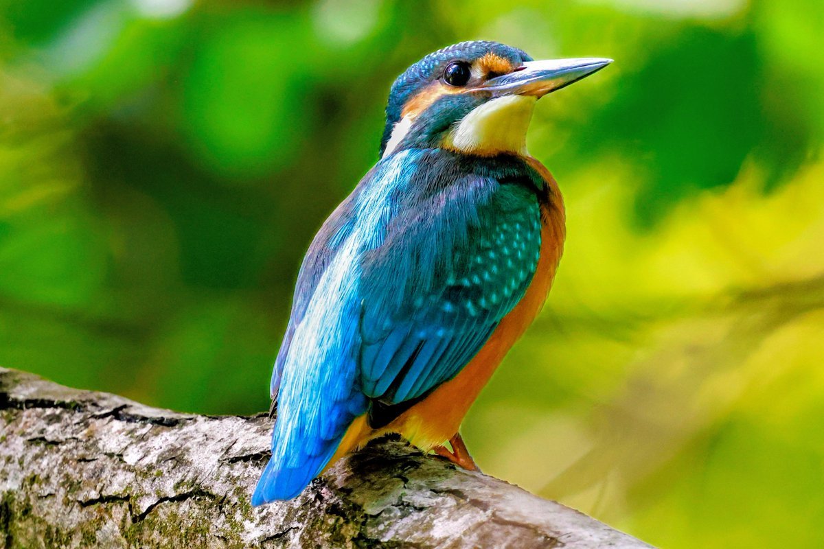 Zimorodek.

Udało mi się zrobić mu ostre i wyraźne zdjęcie, co przez te jego kolory nie jest takie łatwe.
Kompletnie mnie zaskoczył, ale chyba mnie nie widział i miałem trochę czasu na zrobienie mu zdjęcia.
I tak to jest, po pracy pojechałem szukać rybołowa, a wróciłem ze