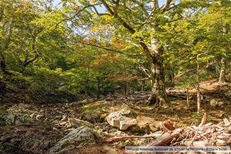 UICNfrance's tweet photo. 1️⃣🎉 L'@UICNfrance est fier d’avoir été sélectionnés parmi 40 projets (sur 186) pour les #RencontresPourLaPlanète 2025, organisées par @1percentftp_fr ! https://t.co/9yoWoBUOb8
