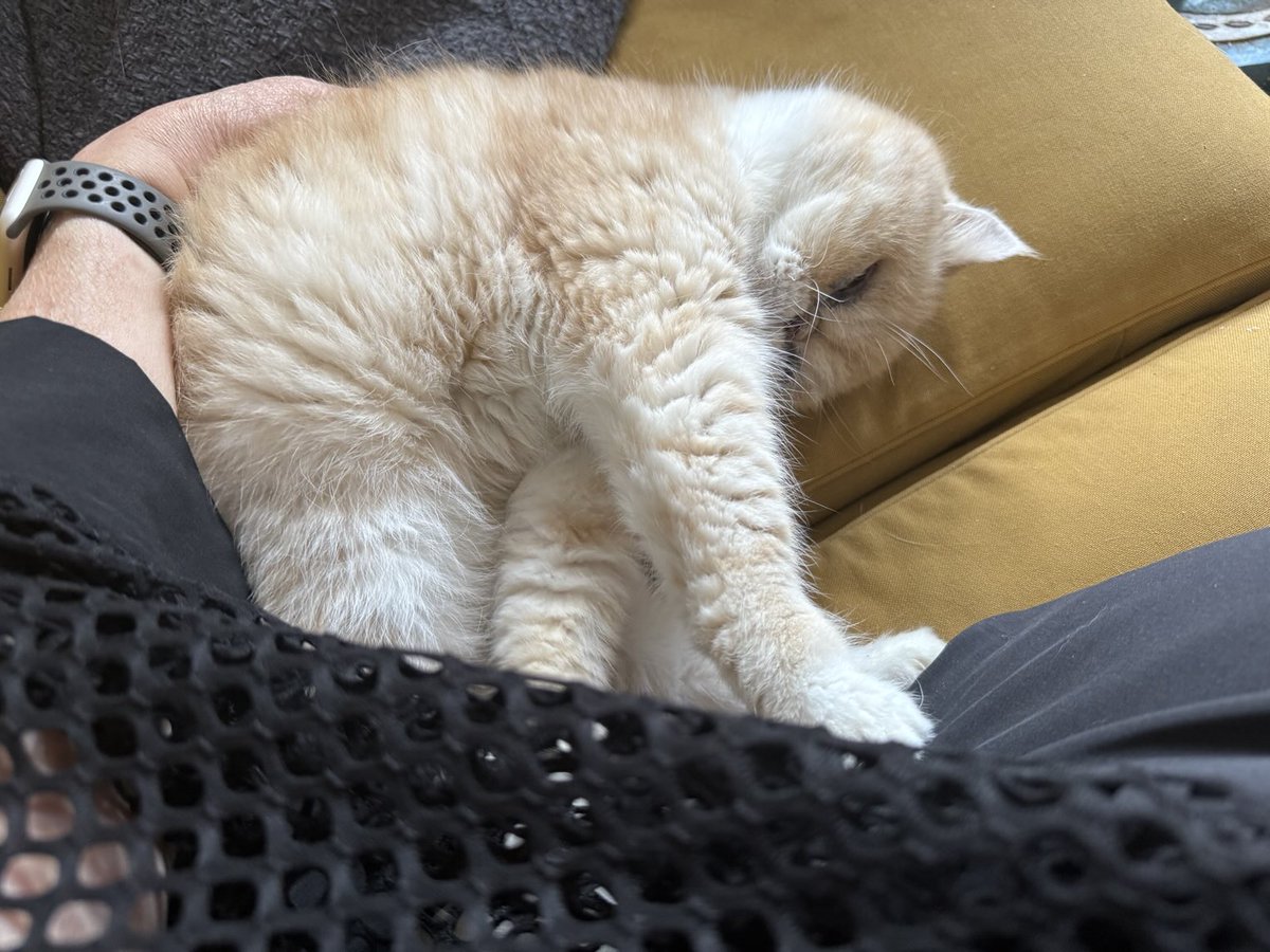 Mummy's wee darling love you so much my Elmo 💛⭐️💛