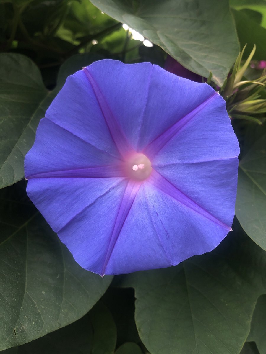 zeLaure_'s tweet image. #Invocation en #SaintGermain
Ô Puissante et Infinie Présence ! Ô Toi, Présence de Guérison interpénétrant tout, descend et accomplis Ton Oeuvre parfaite !
Puissante et Infinie Intelligence, donne à tous Ta Confiance et Ta Force.
Que Ta Radieuse Présence calme l’âme et le…